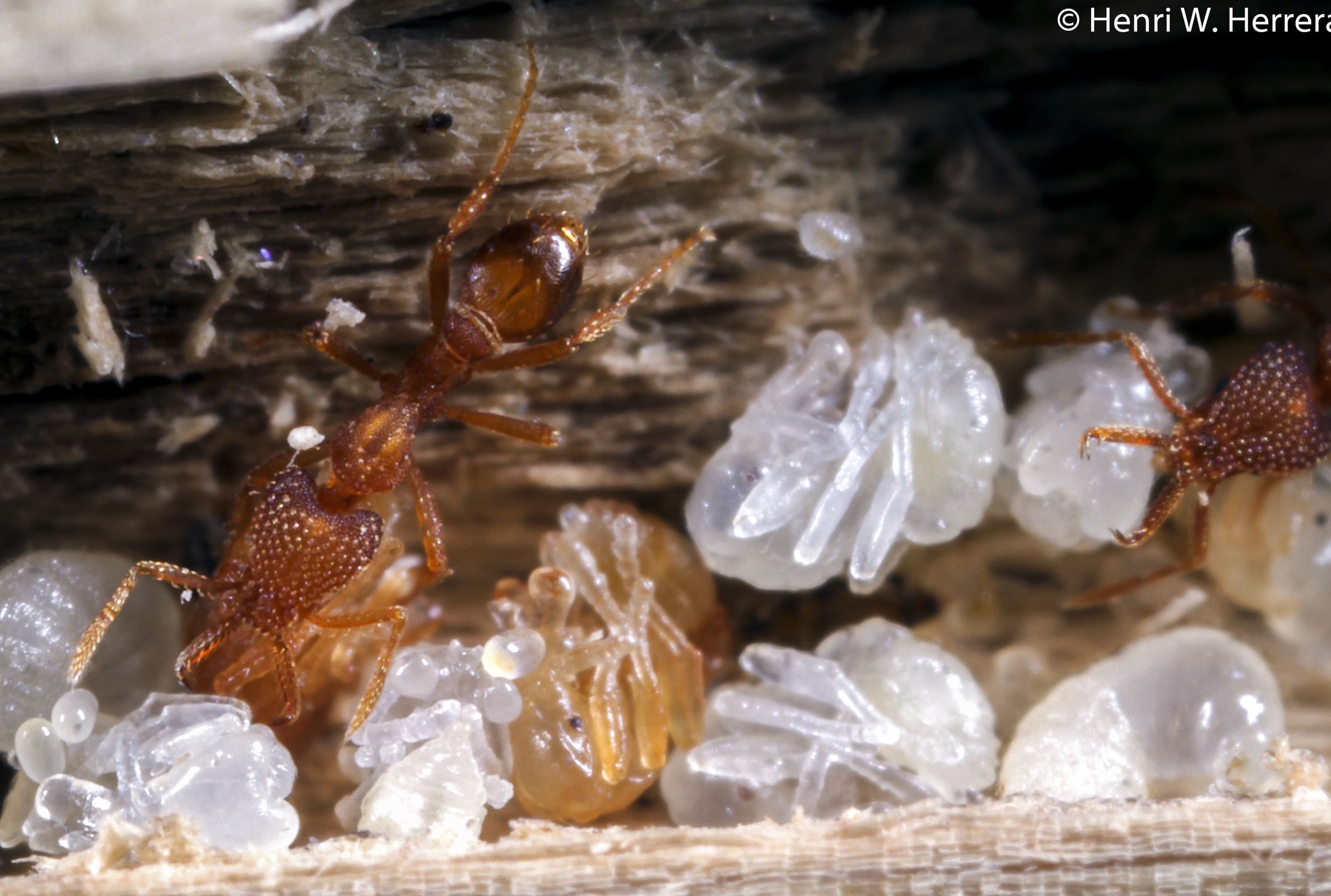 Strumigenys louisianae workers tending a nest, Bellavista, Santa Cruz Island, Galapagos Photo: Henri Herrera, CDF.